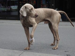 Large grey dog with an injured paw stands in a city street