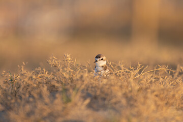 Kentish plover, protected waders on Italian beaches.
