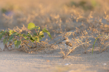 Wader or shorebirds, Kentish plover chick on the beach.
