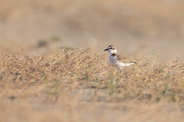 Kentish plover, protected waders on Italian beaches.