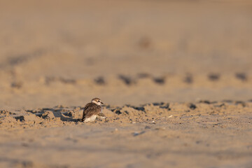 Kentish plover, protected waders on Italian beaches.