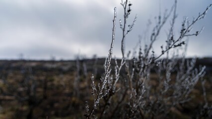 Closeup shot of a blade of grass coated in a blanket of frost.