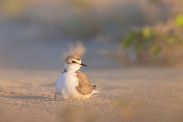 Kentish plover, protected waders on Italian beaches.