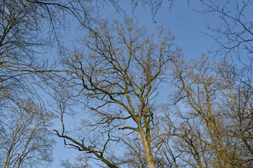 Leafless tree against blue sky
