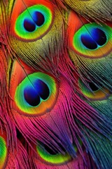 close-up of vibrant peacock feathers, created with generative ai