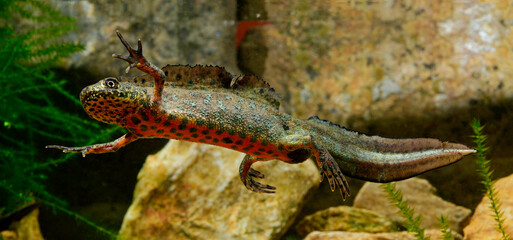 Balkan Crested Newt; Buresch's Crested Newt // Südöstlicher Balkan-Kammmolch (Triturus ivanbureschi) - Greece