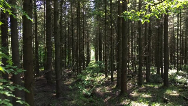 Drone footage through tall slim forest tree trunks with bushes on a sunny day