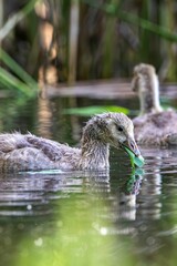 Vertical closeup of ducks swimming in a tranquil pond