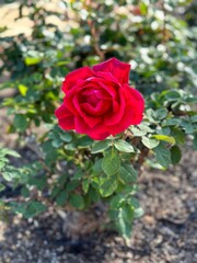 Vertical closeup shot of a blooming red rose in a garden