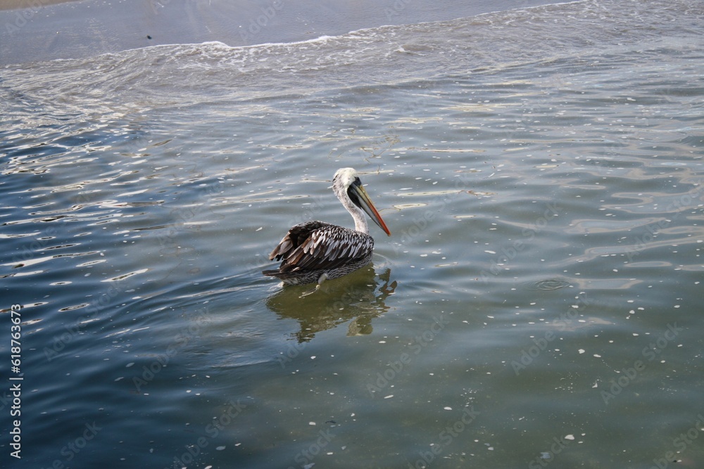 Wall mural peruvian pelican floating in shallow waters not far from the shore.