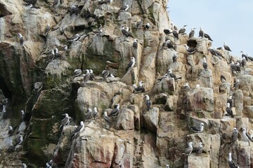 Fototapeta na wymiar Large flock of Peruvian boobies perched atop rugged coastal rocks.