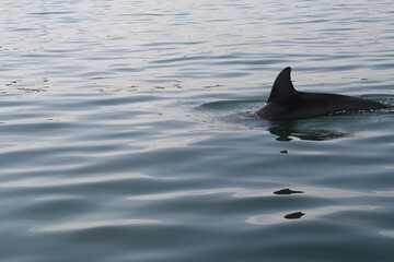 Naklejka premium Dolphin swimming in crystal clear waters.