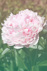 Flowers background with pink pion.card for wedding, holiday, valentines, event,, arrangement concept. elegance romance style. selective focus