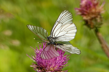 Black-veined whites (Aporia crataegi) mating on a thistle flower.