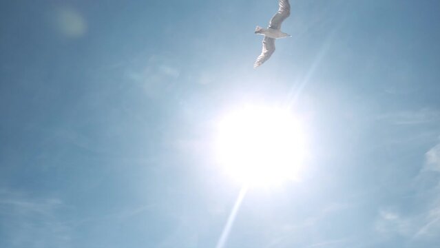 Slow motion of seagulls flying under the sunny blue sky in the shore