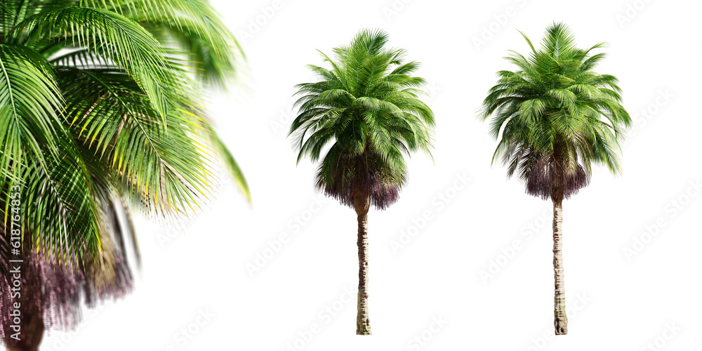 Poster bangalow palm trees isolated on transparent background and selective focus close-up. 3d render.