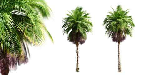 Bangalow palm trees isolated on transparent background and selective focus close-up. 3D render.