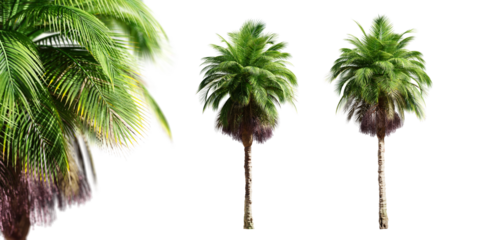 Bangalow palm trees isolated on transparent background and selective focus close-up. 3D render.