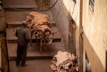 FES, MOROCCO - ARIL 10, 2023 - A donkeys takes dried leather from a tannery in the medina of Fes