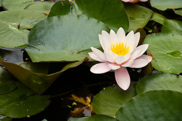 Fototapeta premium Pink nymphea, water lily in the pond, flowers close-up.