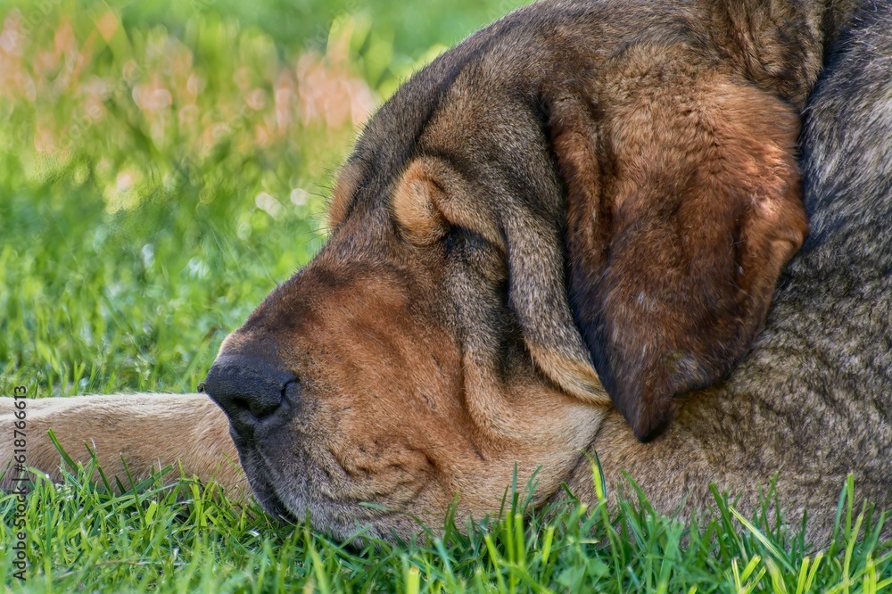 Sticker Brown dog is relaxing in a grassy field, with an abundance of lush green foliage in the background.