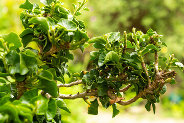 Common ivy hedera helix close-up, family Araliaceae