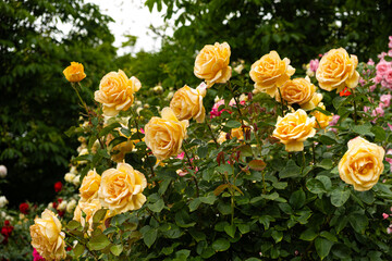 Bush of yellow roses in the garden of roses. Incredibly beautiful postcard, summer flowers.