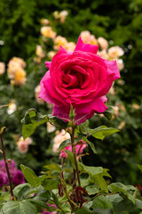 Pink hybrid tea rose in the garden