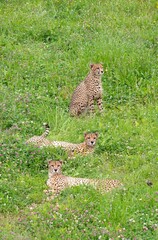 Male sibling cheetahs