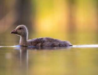 Fototapeta premium Gosling swimming in the tranquil lake.
