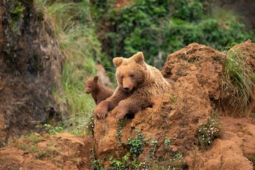 Brown bear with two cubs