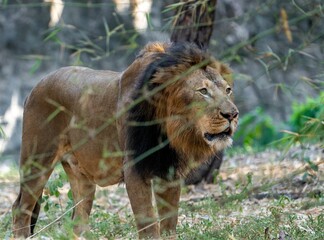 Powerful African Lion standing majestically in the sunlit grasslands