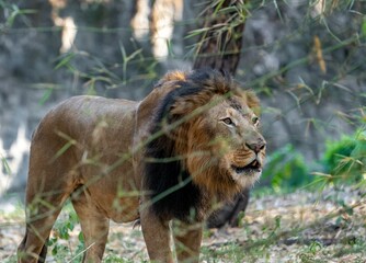 Majestic lion standing proudly in front of a backdrop of lush trees in a dense forest