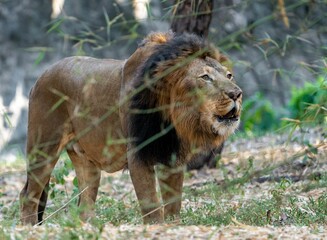 Magnificent African lion standing atop a grassy knoll, surrounded by lush foliage