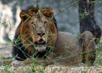 African lion resting in a grassy habitat, with a tree in the background