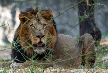 Majestic lion lying in a serene outdoor environment, surrounded by lush green grass and tall trees