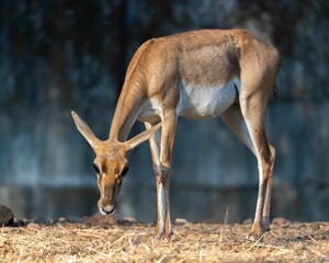 Antelope grazing on the ground on a sunny day