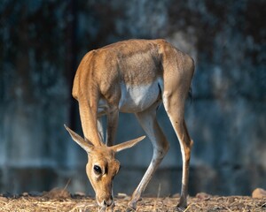 Antelope grazing on the ground on a sunny day