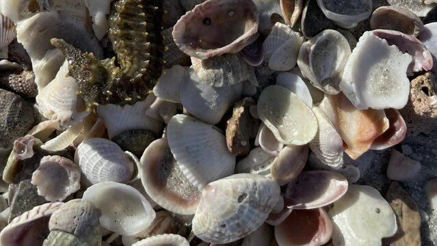 Close-up view of a seahorse and sea shells on a sunny coast