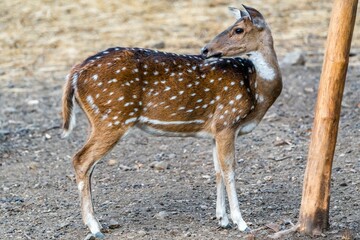 Naklejka na ściany i meble Wild Spotted deer (Chital deer) standing in a forest glade