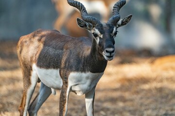 African antelope standing in a rocky area surrounded by a sandy dirt landscape
