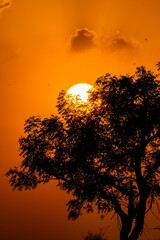 Single tree standing against the backdrop of a warm, orange-hued sunset in a savannah landscape