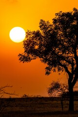 Single tree standing against the backdrop of a warm, orange-hued sunset in a savannah landscape