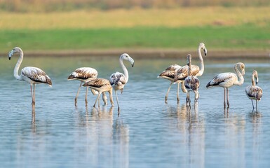 Large group of vibrant pink flamingos wading through the still waters of a scenic pond