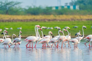 Large group of vibrant pink flamingos wading through the still waters of a scenic pond