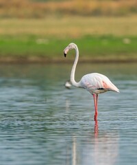 Vibrant pink flamingo standing in a calm lake