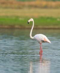 Vibrant pink flamingo standing in a calm lake