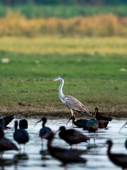Gray heron standing among a flock of smaller birds in a natural outdoor setting