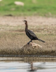Great Cormorant perched atop a sun-drenched rock