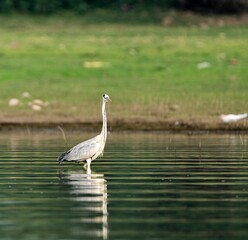 Gray heron standing in the still waters of a tranquil lake